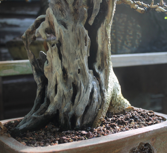 privet deadwood bonsai superglue